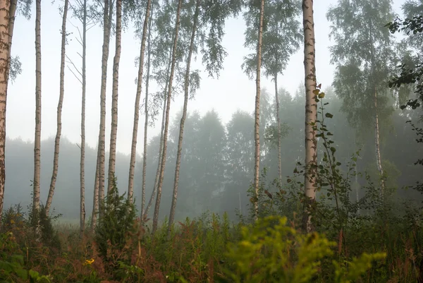 Imagem da série natureza — Fotografia de Stock