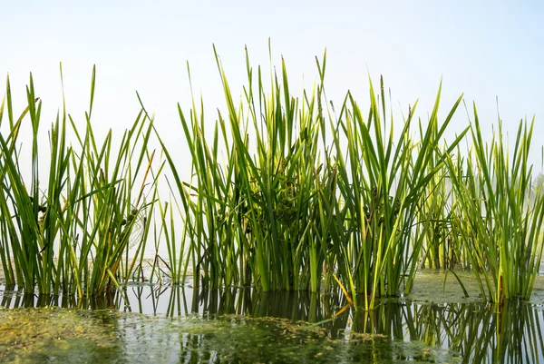 görüntü doğa serisi