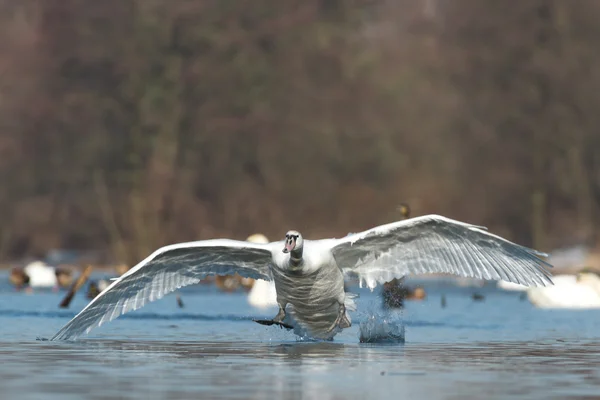 Image from nature series — Stock Photo, Image