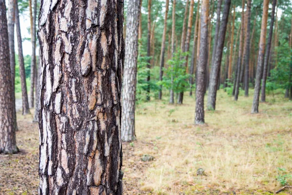 Bild från naturen-serien — Stockfoto