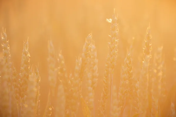 Bild aus der Natur-Serie — Stockfoto