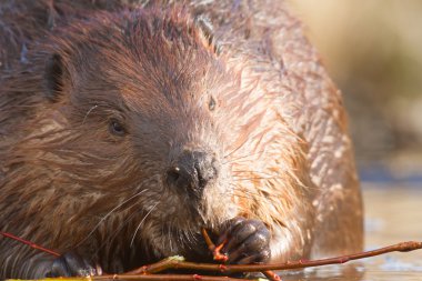 görüntü doğa serisi