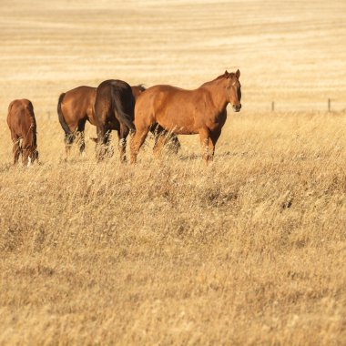 görüntü doğa serisi