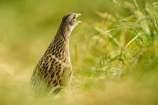 Bild från naturen-serien — Stockfoto