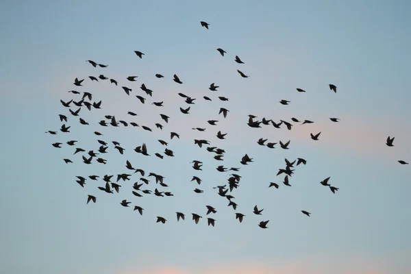 Bild från naturen-serien — Stockfoto