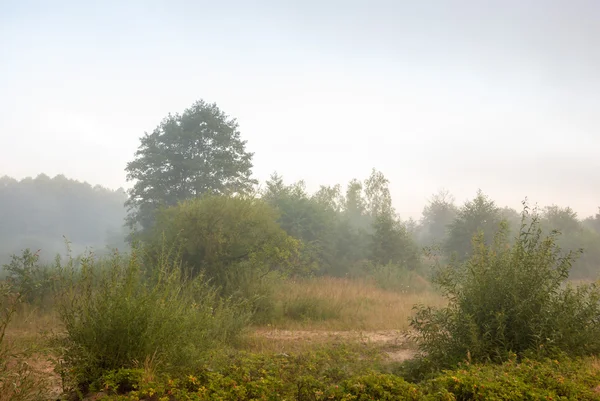 Obraz z serii natura — Zdjęcie stockowe