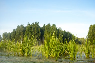 görüntü doğa serisi