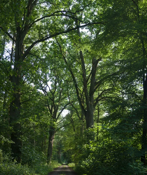 Beeld uit natuur-serie — Stockfoto