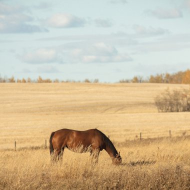 görüntü doğa serisi