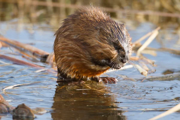 Immagine dalla serie natura — Foto Stock