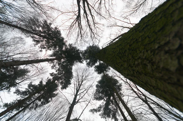 Imagem da série natureza — Fotografia de Stock