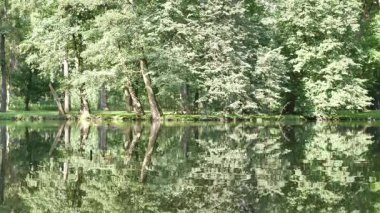 Ağaçlar su yansıması