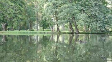 Akşamları ormandaki göl