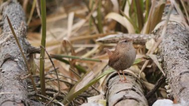 Kuş çimenlerde oturuyor..