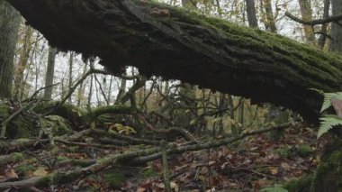 Ormanda ağaç kökleri, bitki örtüsü