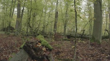 Ormanın güzel manzarası