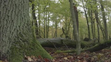 Ormanda sonbahar ağaçları.
