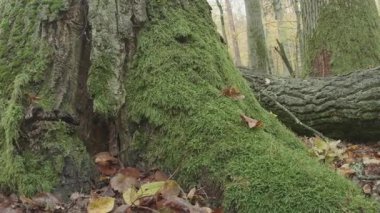 Ağaçlar, ağaçlar, bitkiler,