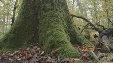 Yeşil bir ağacın yosunlu yakın çekimi.