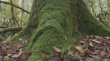 Ormandaki bir ağacın yakın çekimi.