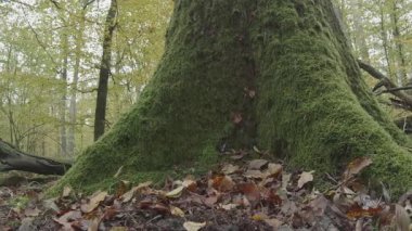 Arka planı bulanık, devrilmiş ağacın yakın çekimi.