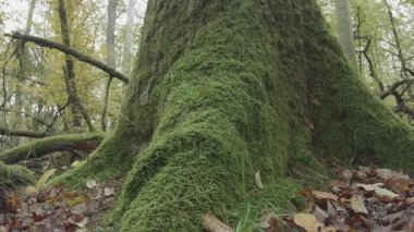 Ormanda yosun var.