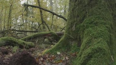 Ormandaki bir ağacın yakın çekimi.
