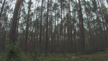 Ormanın güzel manzarası