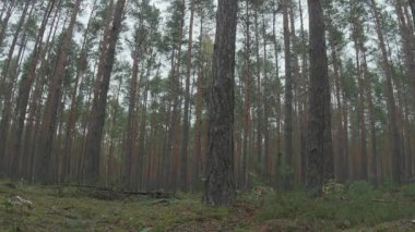 Yangından sonra çam ormanı