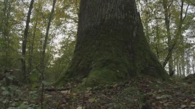 Ormandaki yaşlı ağaç