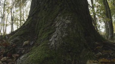 Güzel sonbahar manzarası. Doğa, seyahat
