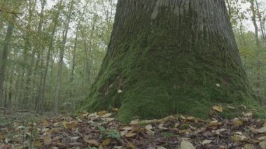 Ormanın güzel manzarası