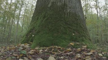 Ormandaki bir ağacın dikey görüntüsü.