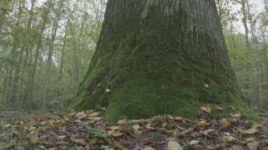 Ormanın güzel manzarası