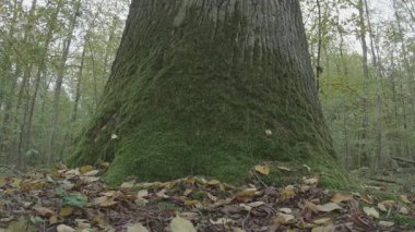 Güzel yeşil orman sabah