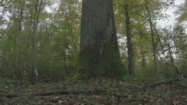 Sonbahar mevsiminde güzel bir orman