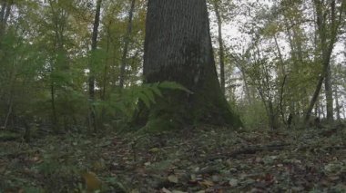 Ormanda bir ağacı olan güzel bir manzara.