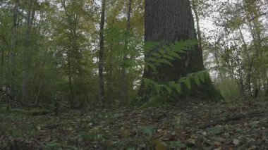 Sonbaharda sonbahar ormanı