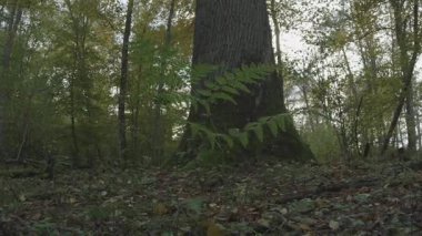 Gündüz vakti ormanda bir ağaca yakın çekim.