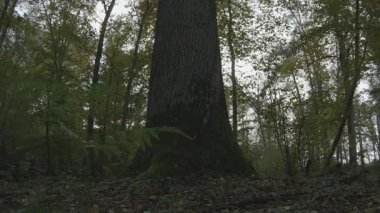 Ormanda bir ağaç, doğa seridir.