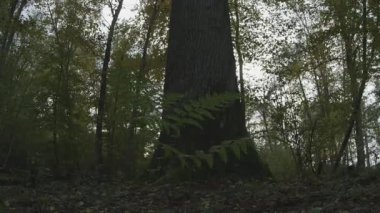 Ormanda bir ağaç, doğa seridir.