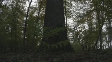 Ormanda bir ağaç, doğa seridir.