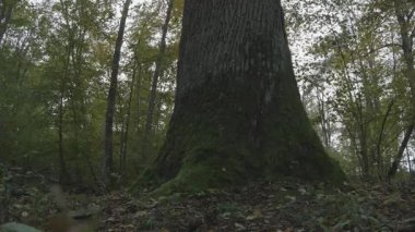 Ormanda bir ağaç, doğa seridir.