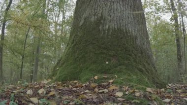Ormanda bir ağaç, doğa seridir.