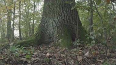 Ormanda bir ağaç, doğa seridir.