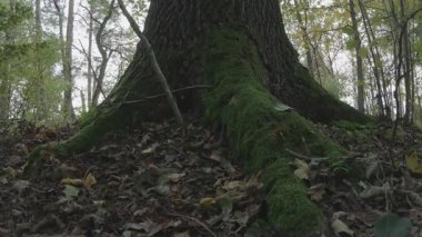 Ormanda bir ağaç, doğa seridir.