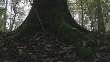 Ormanda bir ağaç, doğa seridir.