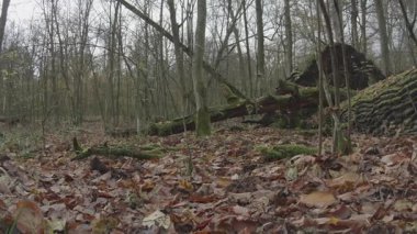 Ağaçlar ve ormanlarla dolu güzel bir manzara.