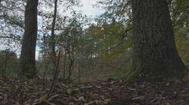 Bir orman ve bir ağacın dikey görüntüsü.