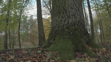 Ağaçlar ve yapraklarla dolu güzel sonbahar manzarası
